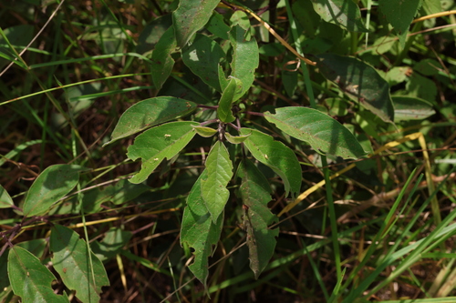 Image of Clerodendrum tomentosum by (c) Greg Tasney, some rights reserved (CC BY-SA)