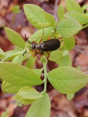 Pomphopoea