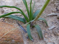 Trachyandra flexifolia