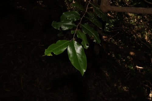 Image of Casearia (Casearia multinervosa) by (c) Greg Tasney, some rights reserved (CC BY-SA)