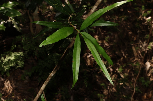 Image of Notelaea microcarpa by (c) Greg Tasney, some rights reserved (CC BY-SA)