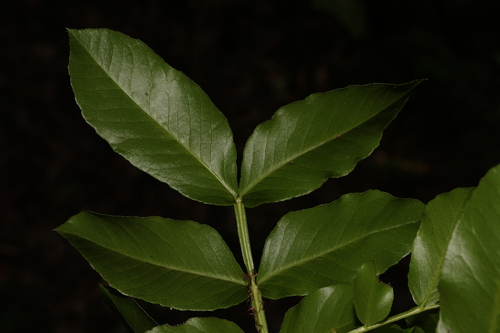 Image of Schotia brachypetala by (c) Greg Tasney, some rights reserved (CC BY-SA)