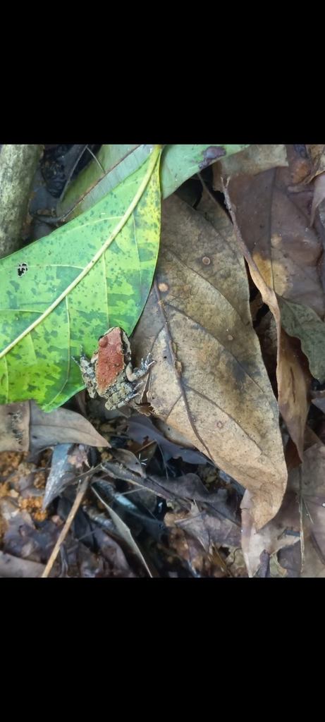 Thoropa miliaris from Morangaba, Campos dos Goytacazes - RJ, Brasil on ...