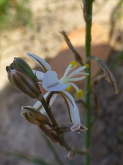 Trachyandra flexifolia