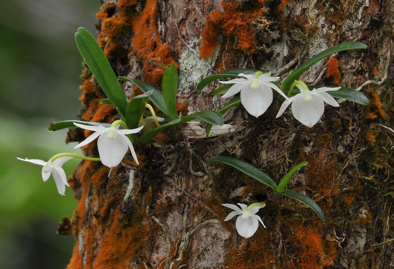 Angraecum cucullatum Thouars 3