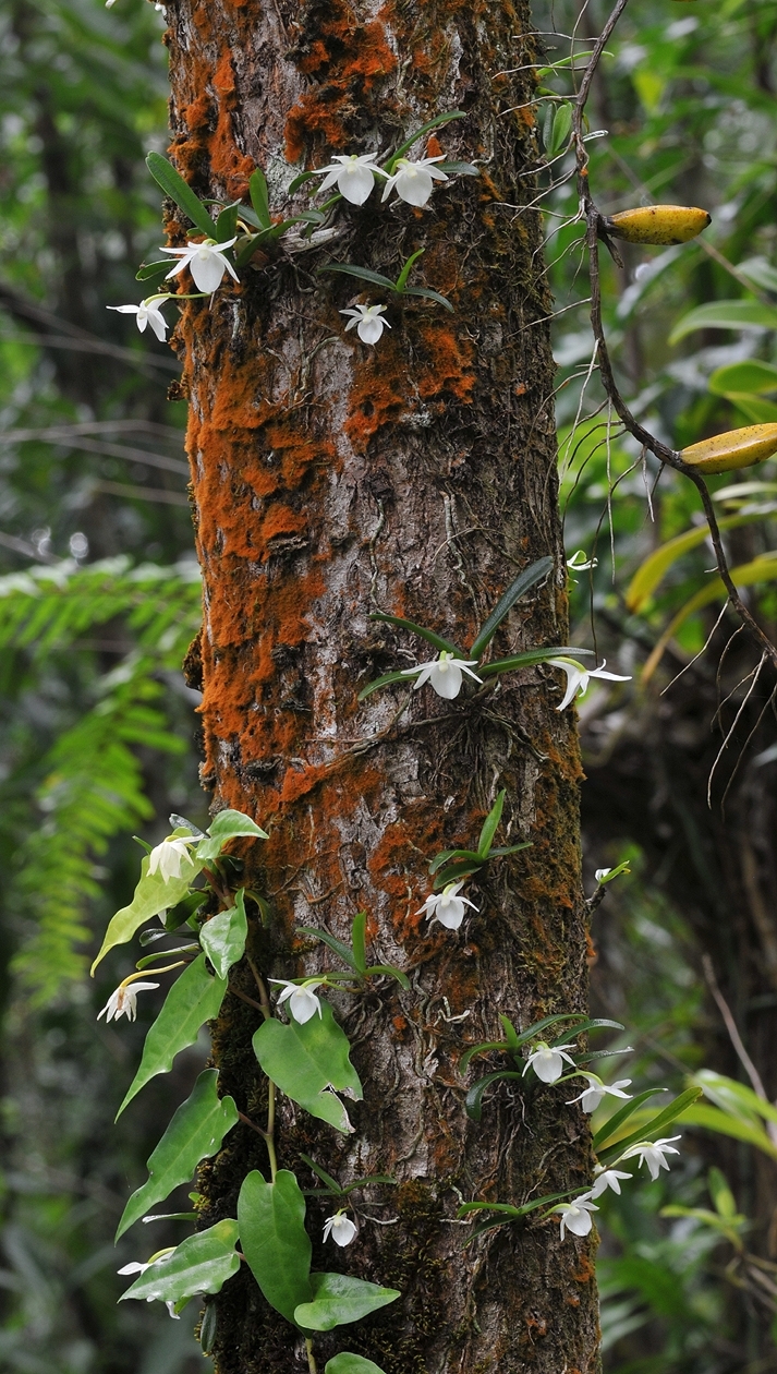Angraecum cucullatum Thouars 4