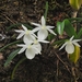 Angraecum cucullatum - Photo (c) rogiervanvugt, algunos derechos reservados (CC BY-NC), subido por rogiervanvugt