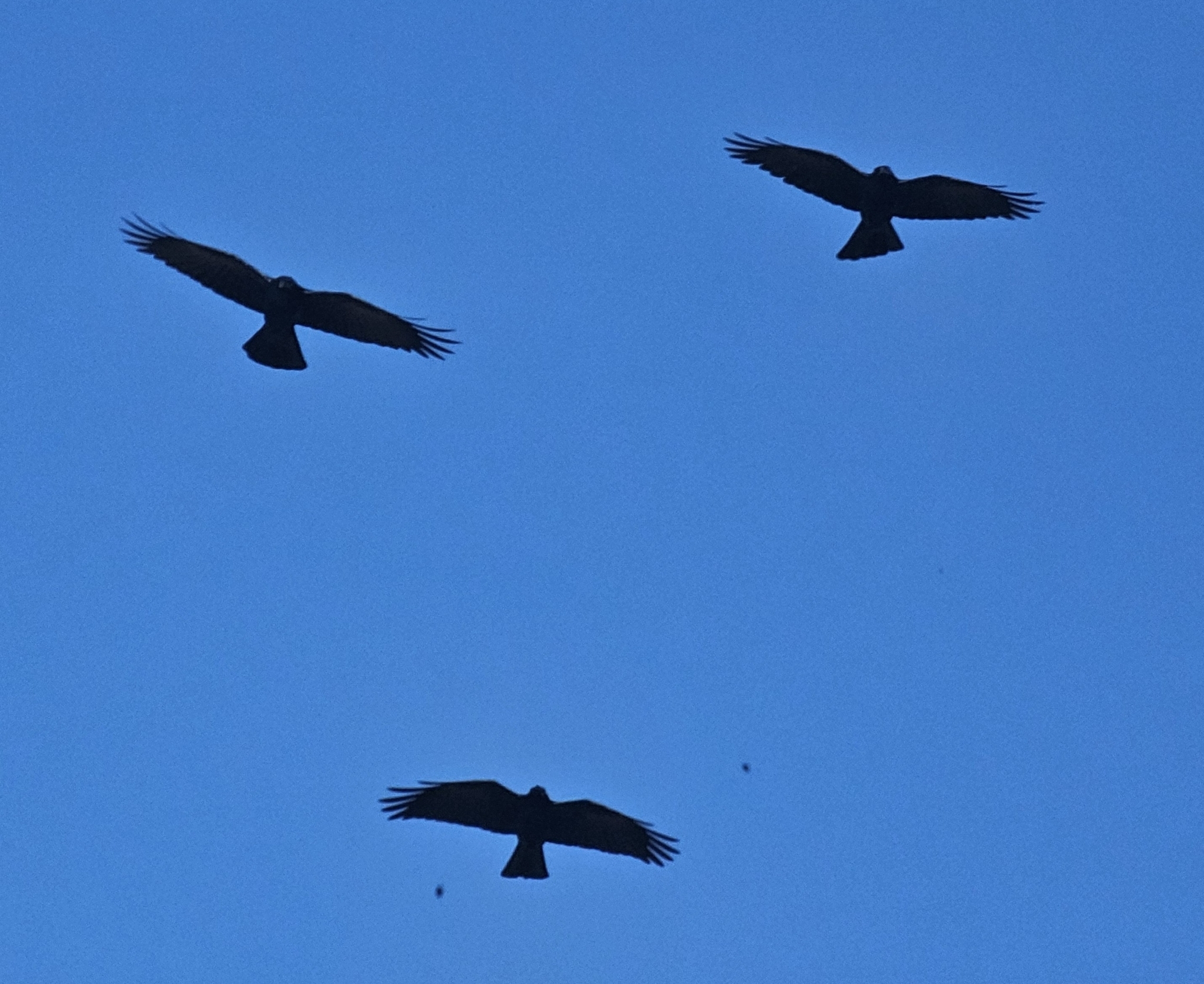 Tamaulipas Crow (Corvus imparatus), photo 2