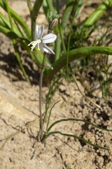Trachyandra flexifolia