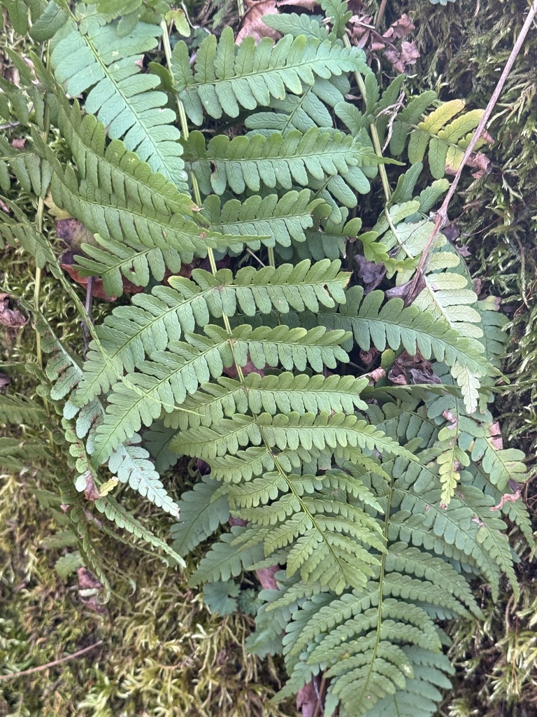 Dryopteris marginalis from Chief Logan State Park, Chapmanville, WV, US on 2024년 02월 21일 (수) at 04:38 오후 by Rodney... 