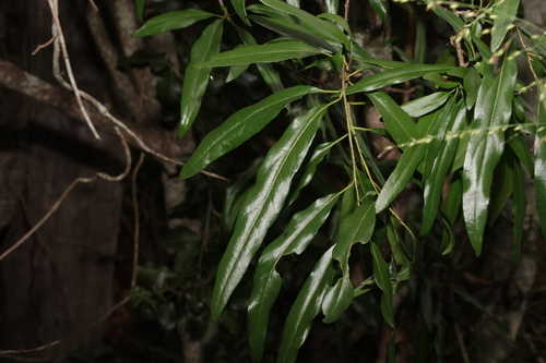 Ehretia saligna (Ehretia saligna)