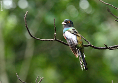 Trogon curucui