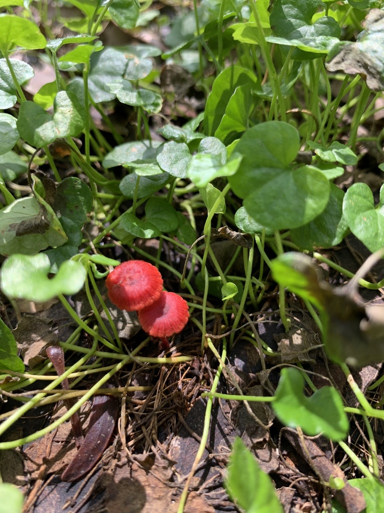 Ruby Bonnot ruby bonnet from Oaklands Ave, Beecroft, NSW, AU on February 22, 2024 ...