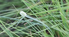 Cyperus sesquiflorus sesquiflorus