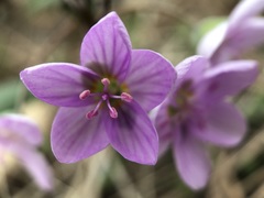 Claytonia rosea