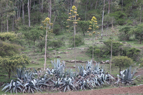 American century plant