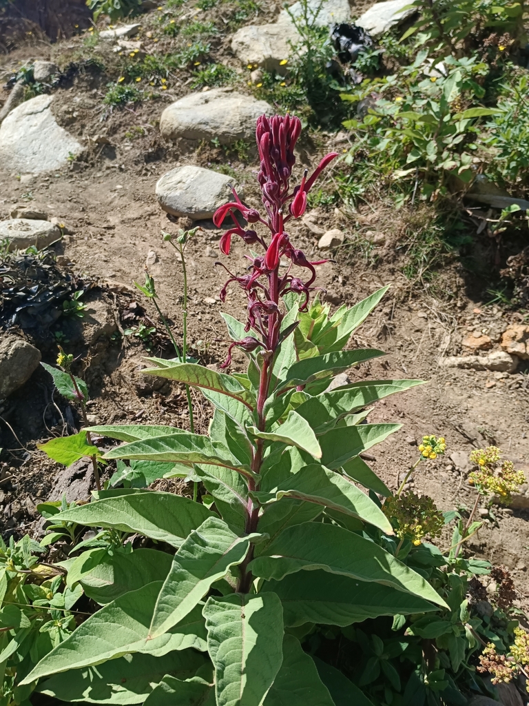 Devil's tobacco (Lobelia tupa)