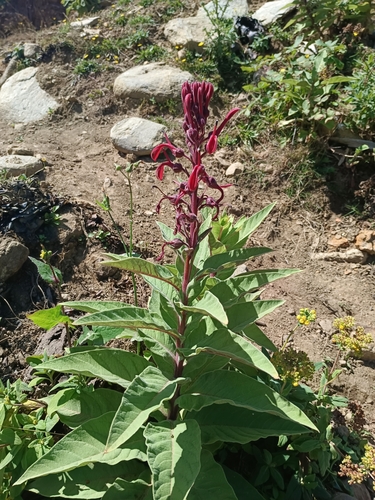 Devil's tobacco (Lobelia tupa)