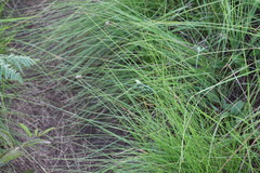 Cyperus sesquiflorus sesquiflorus