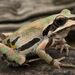 Ornate Chorus Frog - Photo (c) Moses Michelsohn, some rights reserved (CC BY-NC), uploaded by Moses Michelsohn