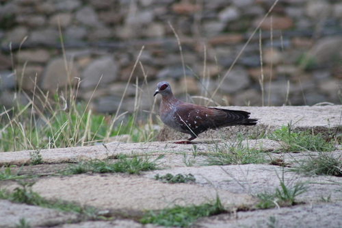 Northern Speckled Pigeon