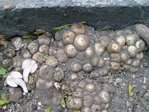 Coprinopsis romagnesiana