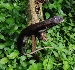 West Ecuadorian Whorl-Tailed Iguana photo 5