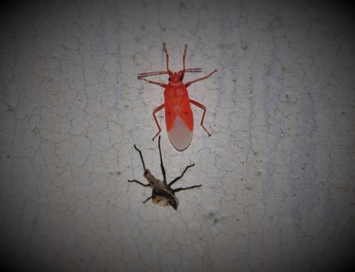 Cretan Seed Bug