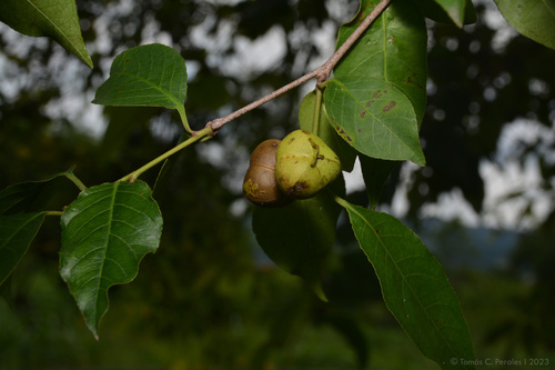 Sebastiania ramosissima, photograph 5
