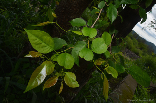 Sebastiania ramosissima, photograph 6
