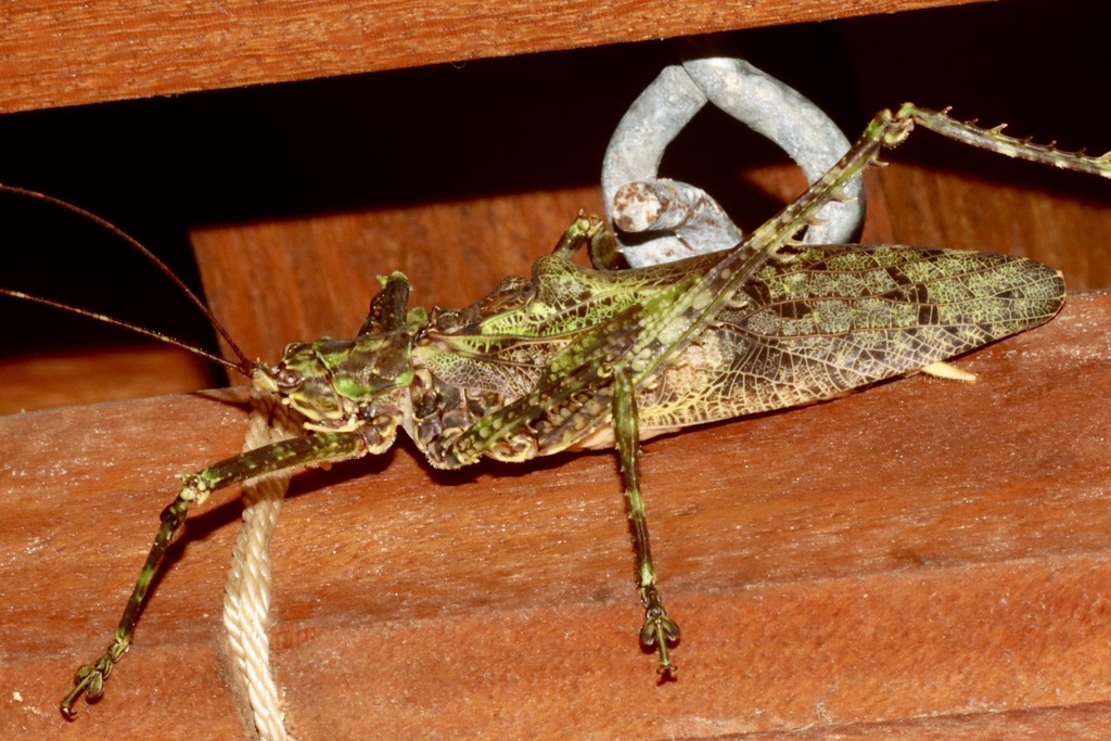 Xerophyllopteryx martinicensis