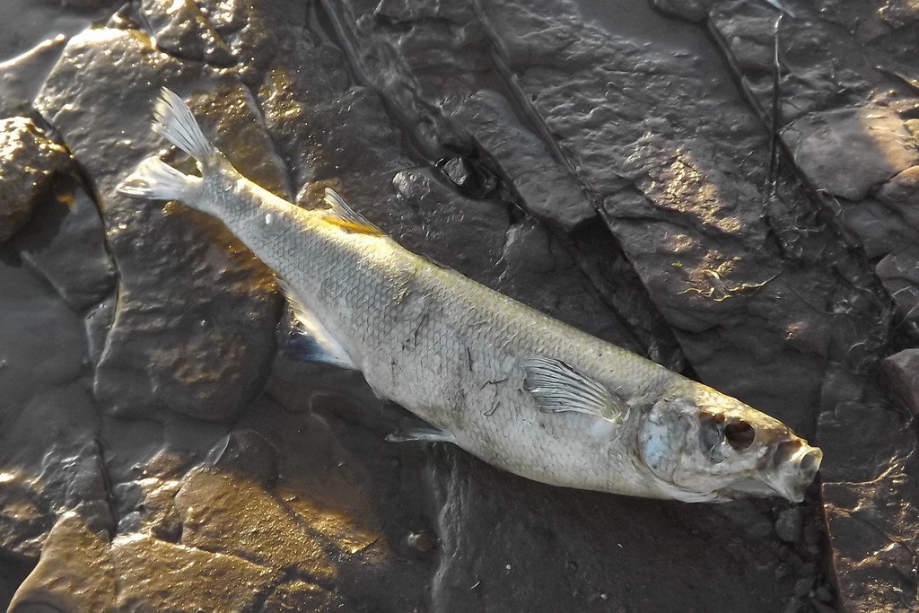 Patagonian Pejerrey