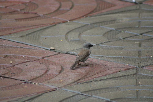 Swainson's Sparrow
