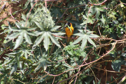 Village Weaver