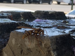 Polistes carnifex carnifex