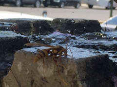 Polistes carnifex carnifex