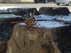 Polistes carnifex carnifex