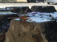 Polistes carnifex carnifex