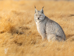 Eurasian Lynx photo 3