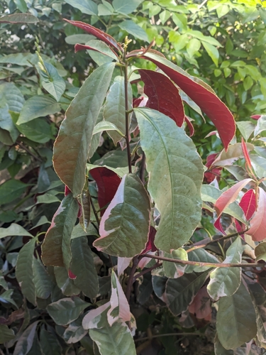 Excoecaria cochinchinensis iNat (2)