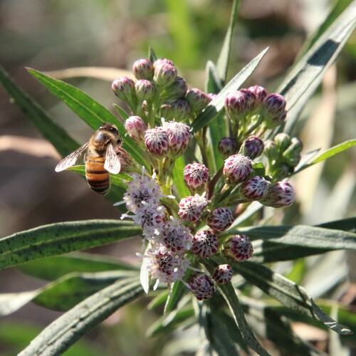 iNaturalist observation photo of Western Honey Bee