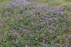 Astragalus lindheimeri