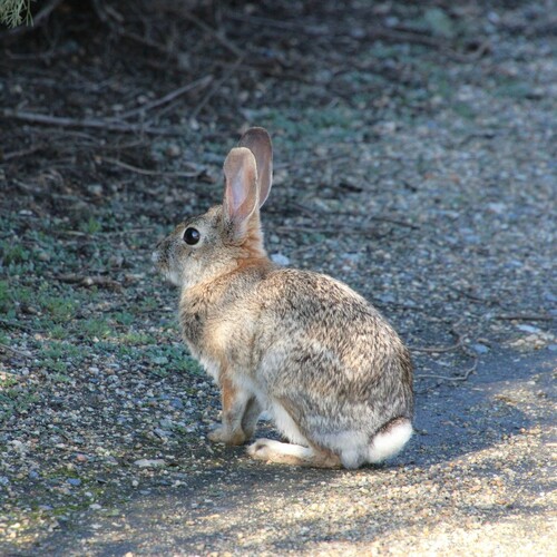 iNaturalist observation photo of Desert Cottontail