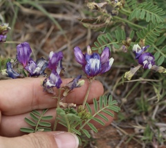 Astragalus lindheimeri