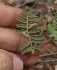 Astragalus lindheimeri