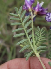Astragalus lindheimeri