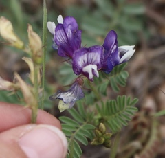 Astragalus lindheimeri