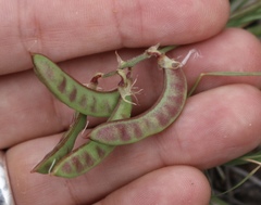 Astragalus lindheimeri