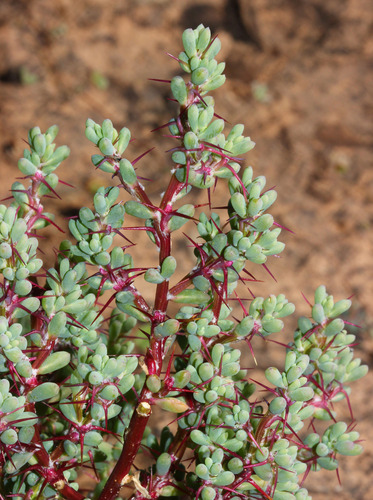 Sclerolaena intricata, 2015-09-01