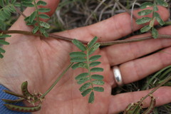 Astragalus lindheimeri